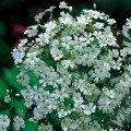 Мильнянка елегантна біла (white) (Moravoseed)
