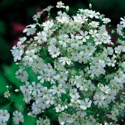 Мыльнянка элегантная белая (white) (Moravoseed)