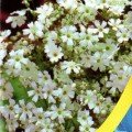 Мильнянка елегантна біла (white) (Moravoseed)