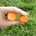 Нью Курода (1,8-2,0) насіння моркви (Asia Seed)