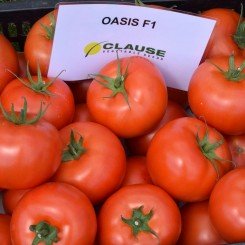 Оазис F1 семена помидора индетерминантного (Clause)