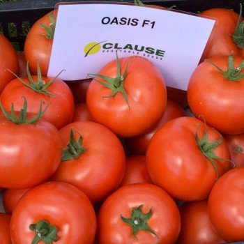 Оазис F1 насіння помідора індетермінантного (Clause)