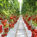 Оазис F1 насіння помідора індетермінантного (Clause)