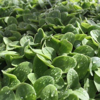 Огурец семян микрозелень (Agrocity)