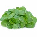 Огірок насіння мікрозелень (Agrocity)