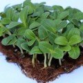 Огірок насіння мікрозелень (Agrocity)