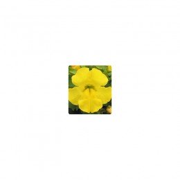 Окінава Yellow (жовтий) насіння мімулюса великоквіткового (Kitano Seeds)
