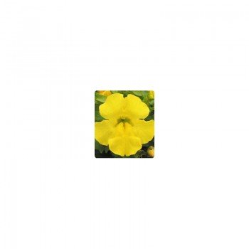 Окинава Yellow (желтый) семена мимулюса крупноцветкового (Kitano Seeds)