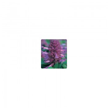 Оливер Lavender семян сальвии блестящей (Kitano Seeds)