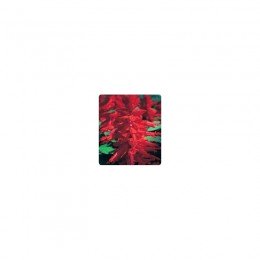 Оливер Red (красная) семян сальвии блестящей (Kitano Seeds)