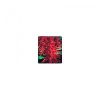 Оливер Red (красная) семян сальвии блестящей (Kitano Seeds)