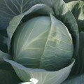 Ортус F1 семена капусты белокочанной (Takii Seeds)