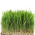 Овес семена микрозеленые (Agrocity)