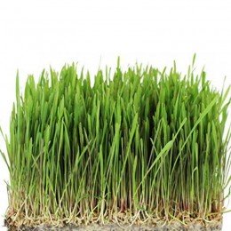 Овес насіння мікрозелене (Agrocity)