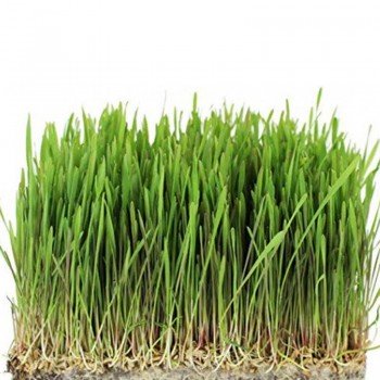 Овес семена микрозеленые (Agrocity)