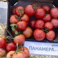Панамера F1 семена индетерминантного томата (Clause)
