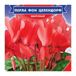 Перла фон Целендорф F1 семена цикламена махрового (GL Seeds)