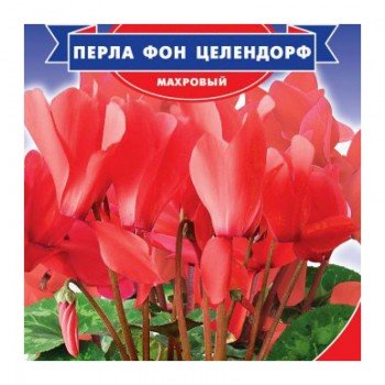 Перла фон Целендорф F1 насіння цикламена махрового (GL Seeds)
