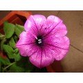 Браво F1 розовая (pink) семена петунии грандифлора (Syngenta)