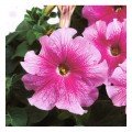 Браво F1 рожева (pink) насіння петунії грандифлора (Syngenta)