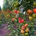 Пинк Кристал F1 семена помидора индетерминантного (Clause)
