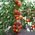 Пріос F1 насіння помідора індетермінантного (Ergon seeds)