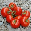 Пріос F1 насіння помідора індетермінантного (Ergon seeds)