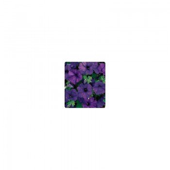 Ребекка Blue (синяя) семена петунии ампельной (Kitano Seeds)