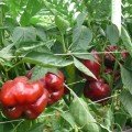 Ред Булл F1 насіння перцю солодкого (Lark Seeds)