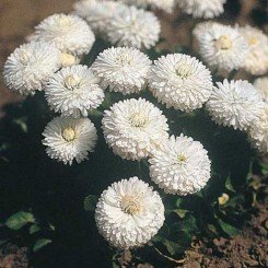 Рогли белые (white) семена маргаритки (Benary)