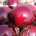 Ройо Дуро F1 семена лука репчатого красного (LibraSeeds)