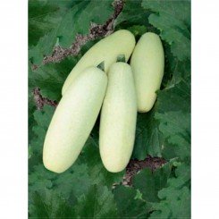Ролик семян кабачка (GL Seeds)