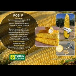 Розі F1 насіння кукурудзи суперсолодкої Sh2 ранньої 24-26 см 14-16 р. (Yuksel)