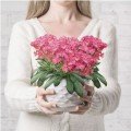Рубін червона (red) насіння левезії (Benary)