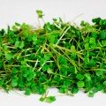 Рукола широколисте насіння мікрозелене (Agrocity)