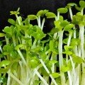 Рукола широколисте насіння мікрозелене (Agrocity)