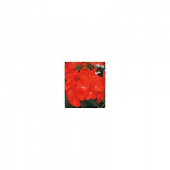 Салют оранжевая (Orange) семена пеларгонии зональной (Kitano Seeds)