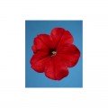 Селебрити F1 красная (red) семена петунии мультифлора (Benary)