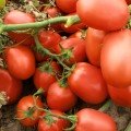 Семарол насіння помідора детермінантного (Semo)