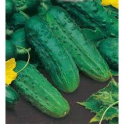 Семкросс F1 насіння огірка бджолозапилюваного (GL Seeds)