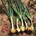 Сеншуй Еллоу (Senshyu Yellow) семена лука озимого среднепозднего (Cora Seeds)