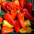 Шарон F1 насіння перцю солодкого (Moravoseed)