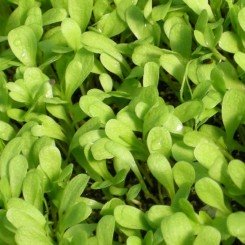 Щавель насіння мікрозелене (Agrocity)