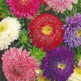 Школьный букет семян астры пионообразной (GL Seeds)