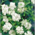 Снежинка семян гипсофилы (GL Seeds)