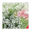 Сніжинка насіння гіпсофіли (GL Seeds)