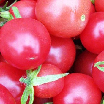 СТ-25 F1 семена помидора индетерминантного черри (Lark Seeds)