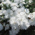 Супра F1 біла (white) насіння гвоздики міжвидової (Hem Genetics)