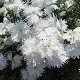 Супра F1 белая (white) семена гвоздики межвидовой (Hem Genetics)