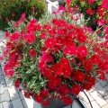 Супра F1 червона (red) насіння гвоздики міжвидової (Hem Genetics)
